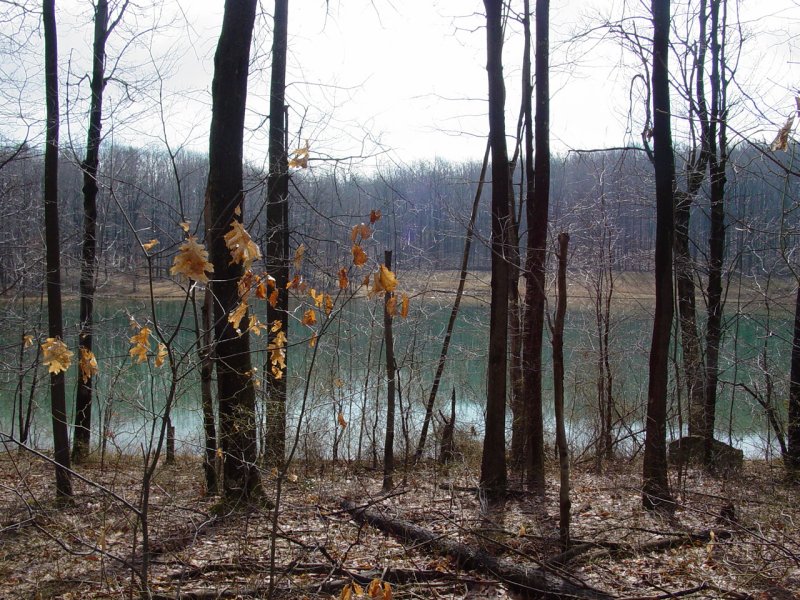 Pond