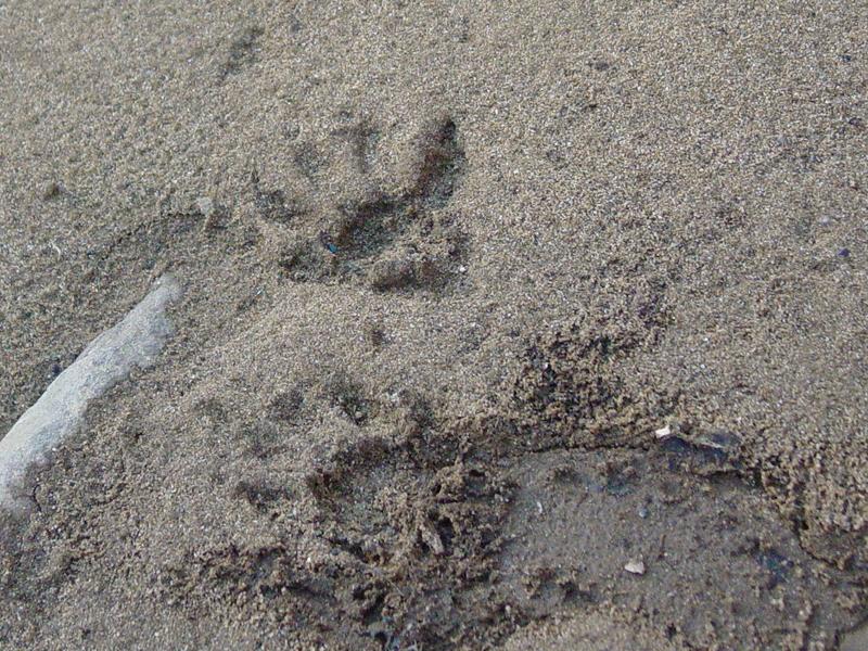 Tracks - Click to Enlarge