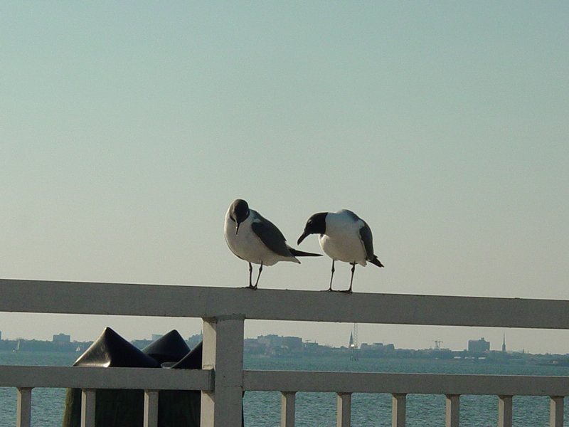Fort Sumter parasites