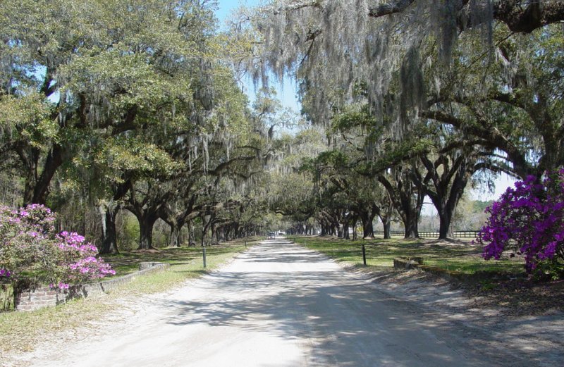 Boone Hall Plantation Entrance Road
