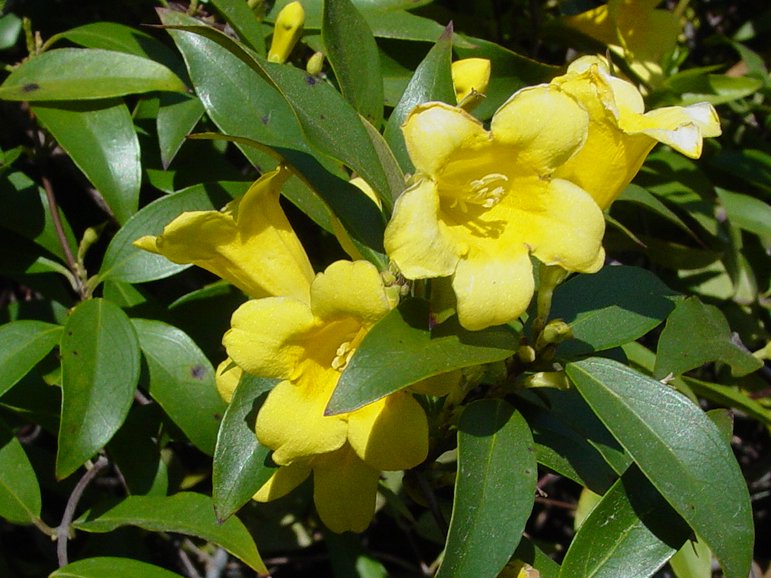 Boone Hall Plantation flowers