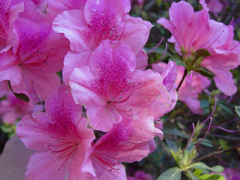 Boone Hall Plantation flowers