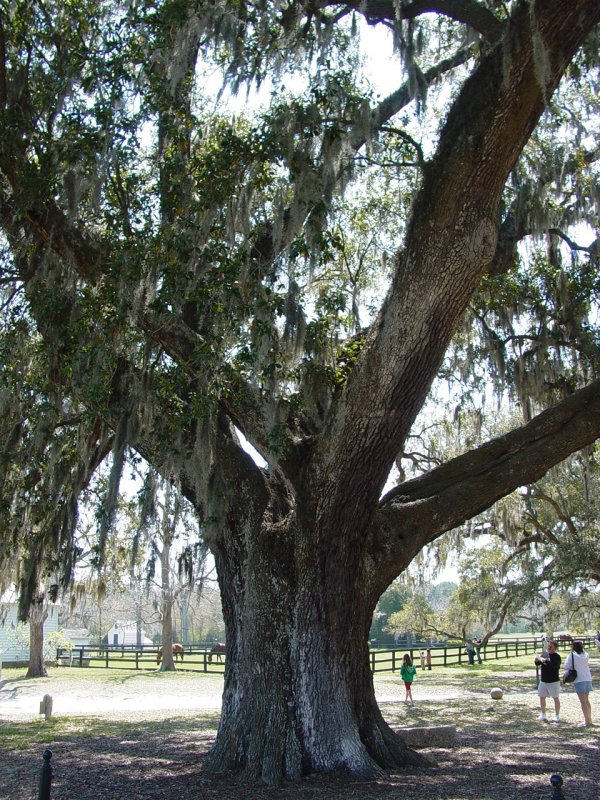 Boone Hall Plantation