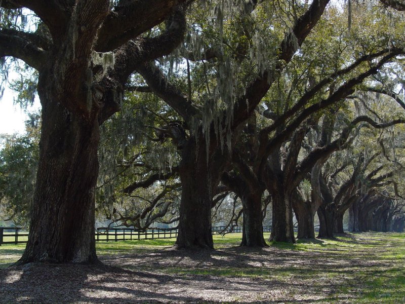 Boone Hall Plantation Trees