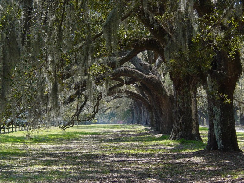 Boone Hall Plantation Trees