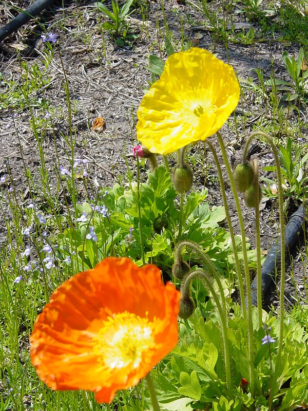 Flowers in Garden near Boone Hall Plantation House - Click to Enlarge