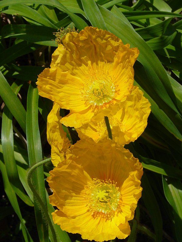 Flowers in Garden near Boone Hall Plantation House - Click to Enlarge