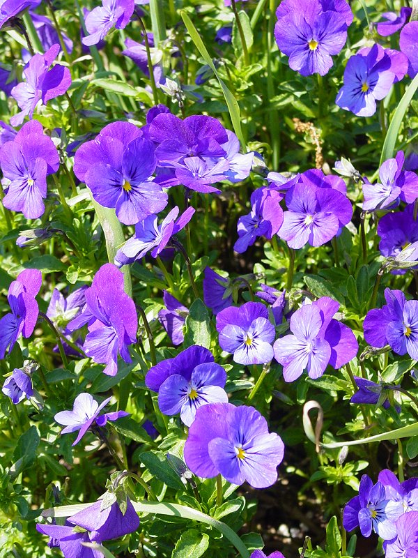 Flowers in Garden near Boone Hall Plantation House - Click to Enlarge
