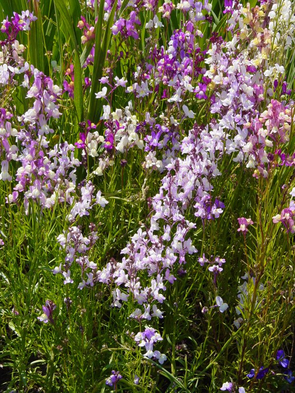 Flowers in Garden near Boone Hall Plantation House - Click to Enlarge