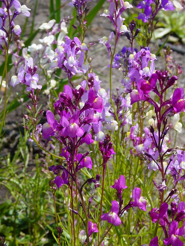 Flowers in Garden near Boone Hall Plantation House - Click to Enlarge