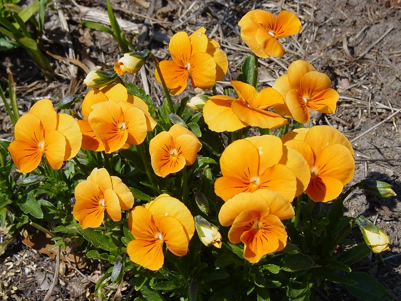 Flowers in Garden near Boone Hall Plantation House - Click to Enlarge