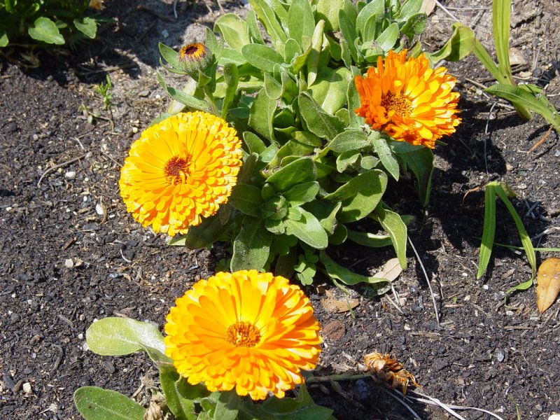 Flowers in Garden near Boone Hall Plantation House - Click to Enlarge