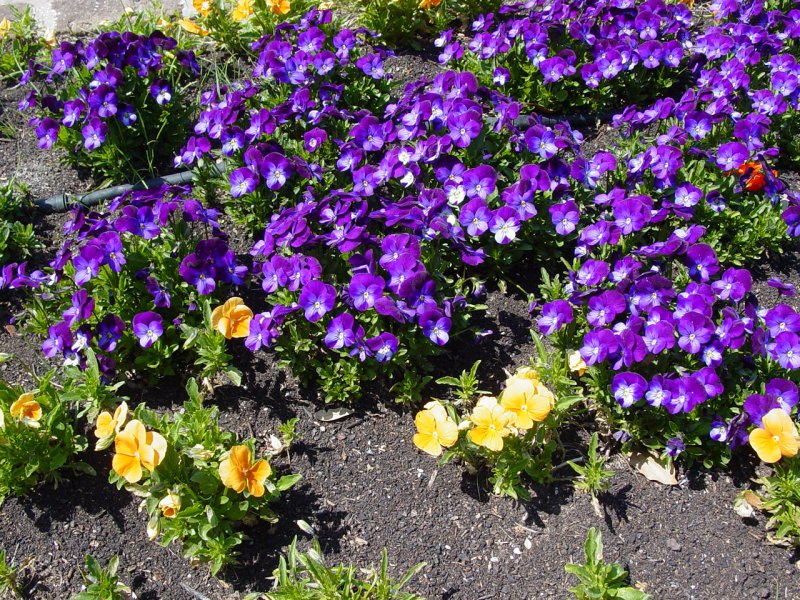Flowers in Garden near Boone Hall Plantation House - Click to Enlarge