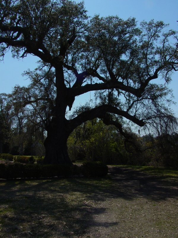 Trees near Boone Hall Plantation House