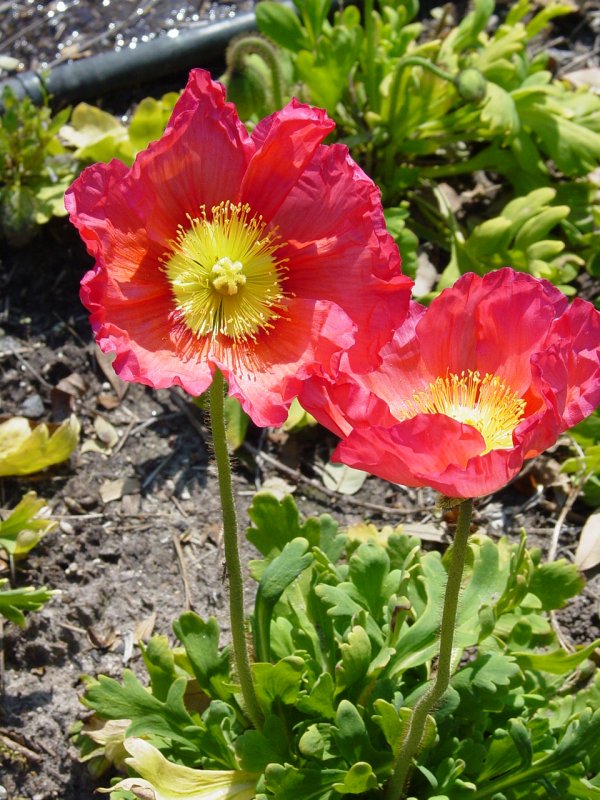 Flowers in Garden near Boone Hall Plantation House