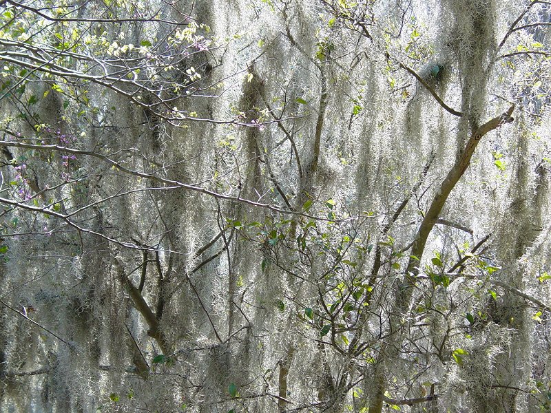 Spanish Moss near Boone Hall Plantation House