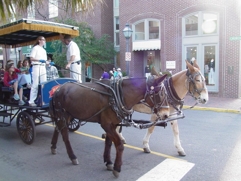 Carriage Tours