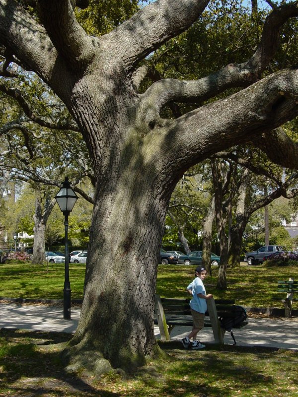 Trees at White Point Gardens