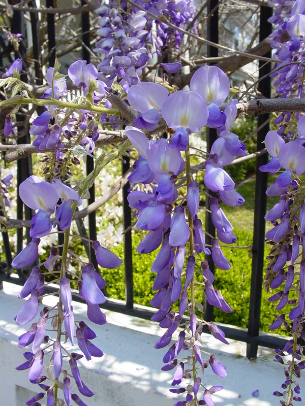Meeting Street Flowers