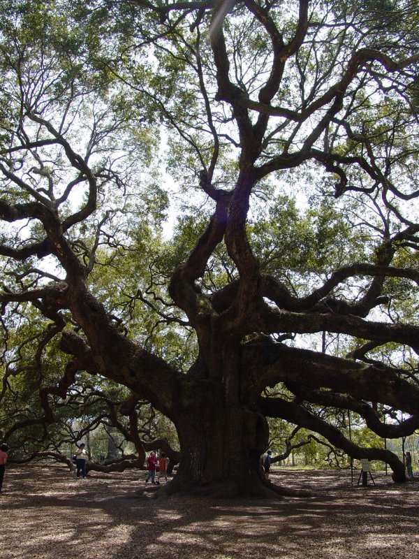 Angel Oak