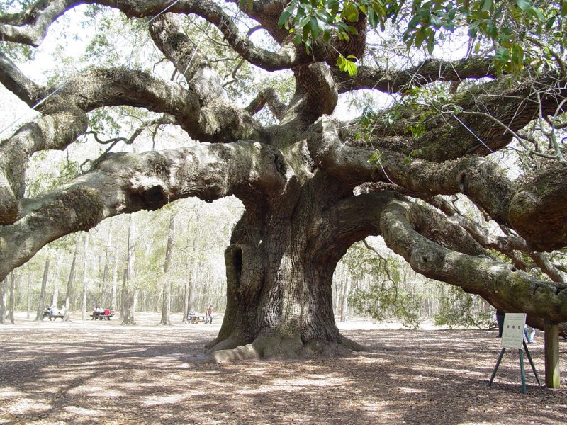 Angel Oak