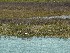 Marsh with Herons