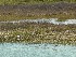 Marsh with Herons