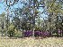 Boone Hall Plantation Entrance Road