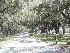 Boone Hall Plantation Entrance Road
