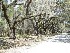 Boone Hall Plantation Entrance Road