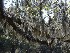 Boone Hall Plantation Spanish Moss