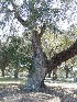 Boone Hall Plantation Trees