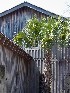 Boone Hall Plantation Cotton Shed