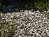 Shells near Boone Hall Plantation Cotton Shed