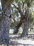 Boone Hall Plantation Trees