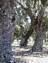 Boone Hall Plantation Trees