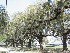Boone Hall Plantation Trees