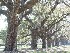 Boone Hall Plantation Trees