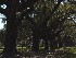 Boone Hall Plantation Trees
