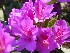 Flowers at Boone Hall Plantation