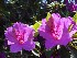 Flowers at Boone Hall Plantation
