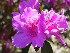 Flowers at Boone Hall Plantation