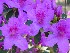 Flowers at Boone Hall Plantation