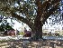 Boone Hall Plantation