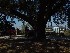 Boone Hall Plantation
