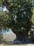 Ted and Tree near Boone Hall Plantation House