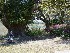 Path near Boone Hall Plantation House
