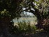 Path near Boone Hall Plantation House