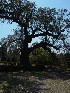 Trees near Boone Hall Plantation House