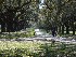 Drive to Boone Hall Plantation House
